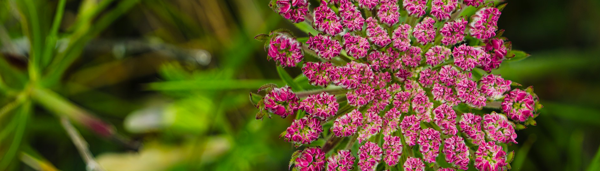 Biodiversity in storage page header